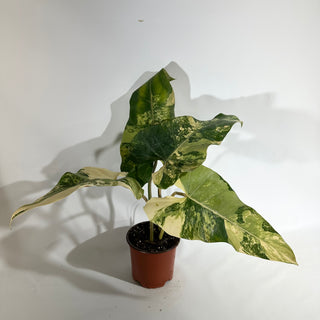 Philodendron domesticum variegata (Non-TC) [#1925]