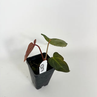 Anthurium Fairchild crystallinum/Red crystallinum x self [#2079]