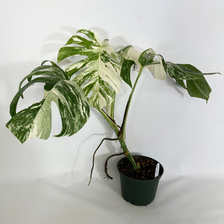 Monstera deliciosa var. borsigiana albo-variegata [#1213]