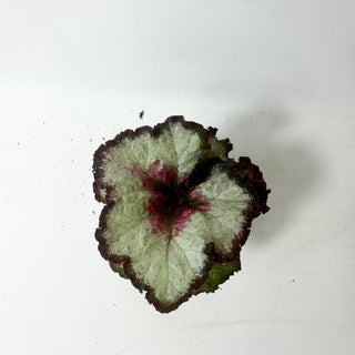 Begonia 'Maestro Miller' [#2014]