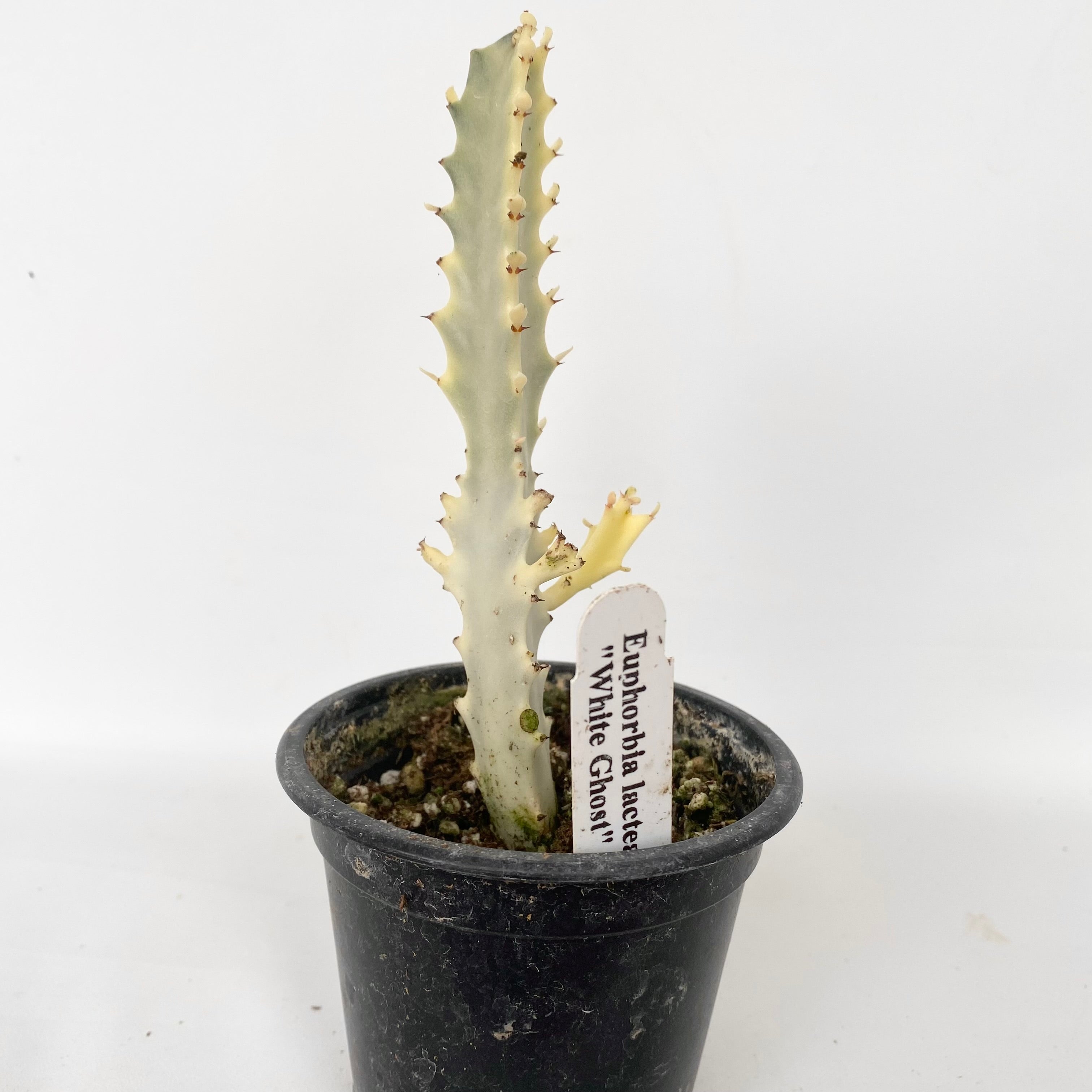 white ghost succulent Euphorbia lactea "White Ghost"