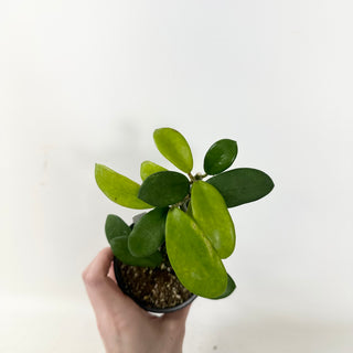 Hoya liangii [#1597]