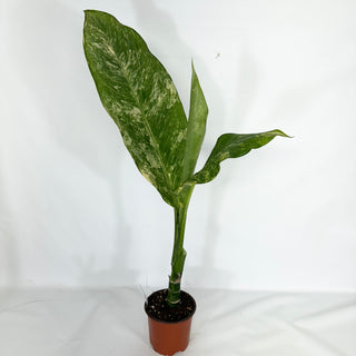 Dieffenbachia 'Big Ben' variegated [#1519]