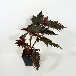 Begonia serratipetala 'Miri' [#2101]