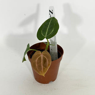 Z-4619 - Anthurium 'Tezula Dreamweaver'/dorayaki x 'Arnold Schwarzenegger' - Seedling