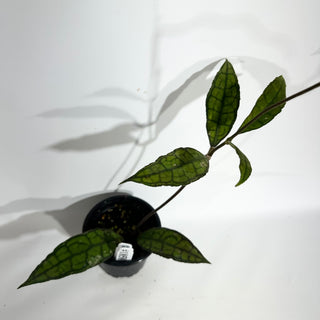 Hoya finlaysonii (Black) [#1858]