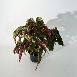 Begonia 'Ginny Galaxy' [#2244]