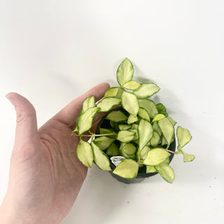 Hoya heuschkeliana variegata [#1973]