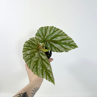 Begonia brevirimosa (Silver Form) [#2092]