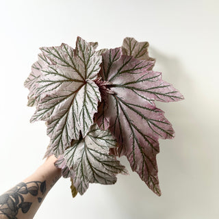 Begonia 'Lamoon' [#2015]