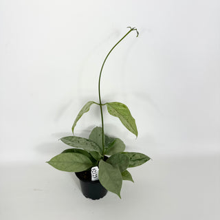 Hoya coriacea (silver) [#2123]