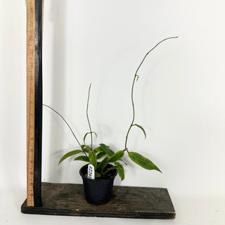 Hoya bordenii [#2201]