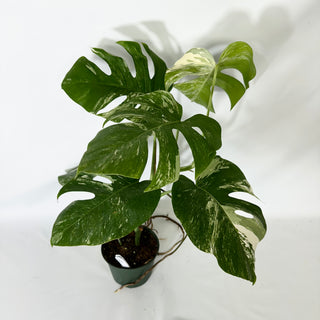 Monstera deliciosa var. borsigiana albo-variegata [#1523]