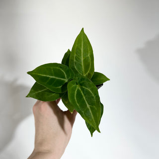 Anthurium magnificum/‘Silver Blush' x 'Chuck Norris' [#1901]