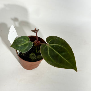 Anthurium 'Contessa' x self - Seedling [#1898]
