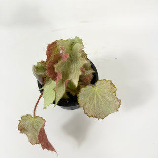 Begonia 'Madhatter' [#1687]