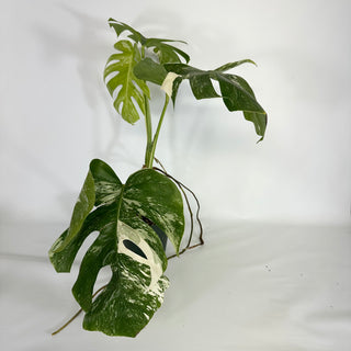 Monstera deliciosa var. borsigiana albo-variegata [#1172]