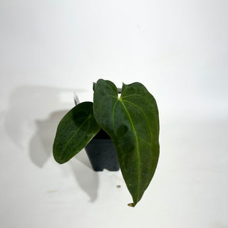 Anthurium Wu papillilaminum x 'Arnold Schwarzenegger' [#1787]
