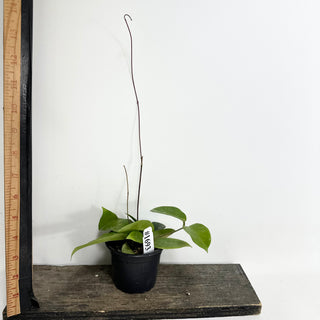 Hoya sp. Papua Skow [#1693]