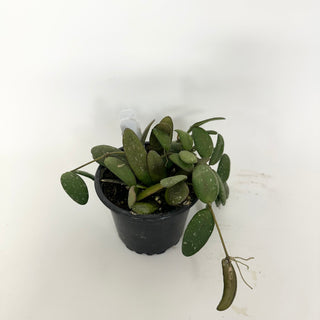 Z-5161 - Hoya sp. GPS-7240