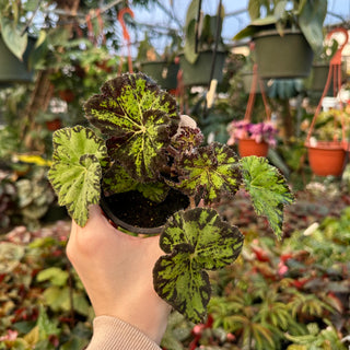 Begonia 'Hyroglyphics'