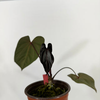 Anthurium 'Zara' x 'Amelia's Delight' [#1256]