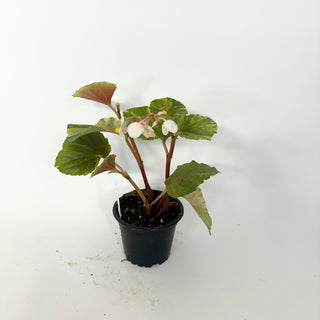 Z-5164 - Begonia cucullata (variegated)