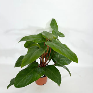 Z-4517 - Philodendron erubescens 'Red Emerald' (Non-TC)