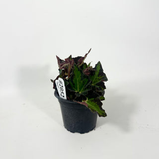Begonia 'Texas Red Star' [#2052]