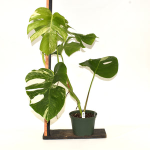 Monstera deliciosa var. borsigiana albo-variegata [#477]