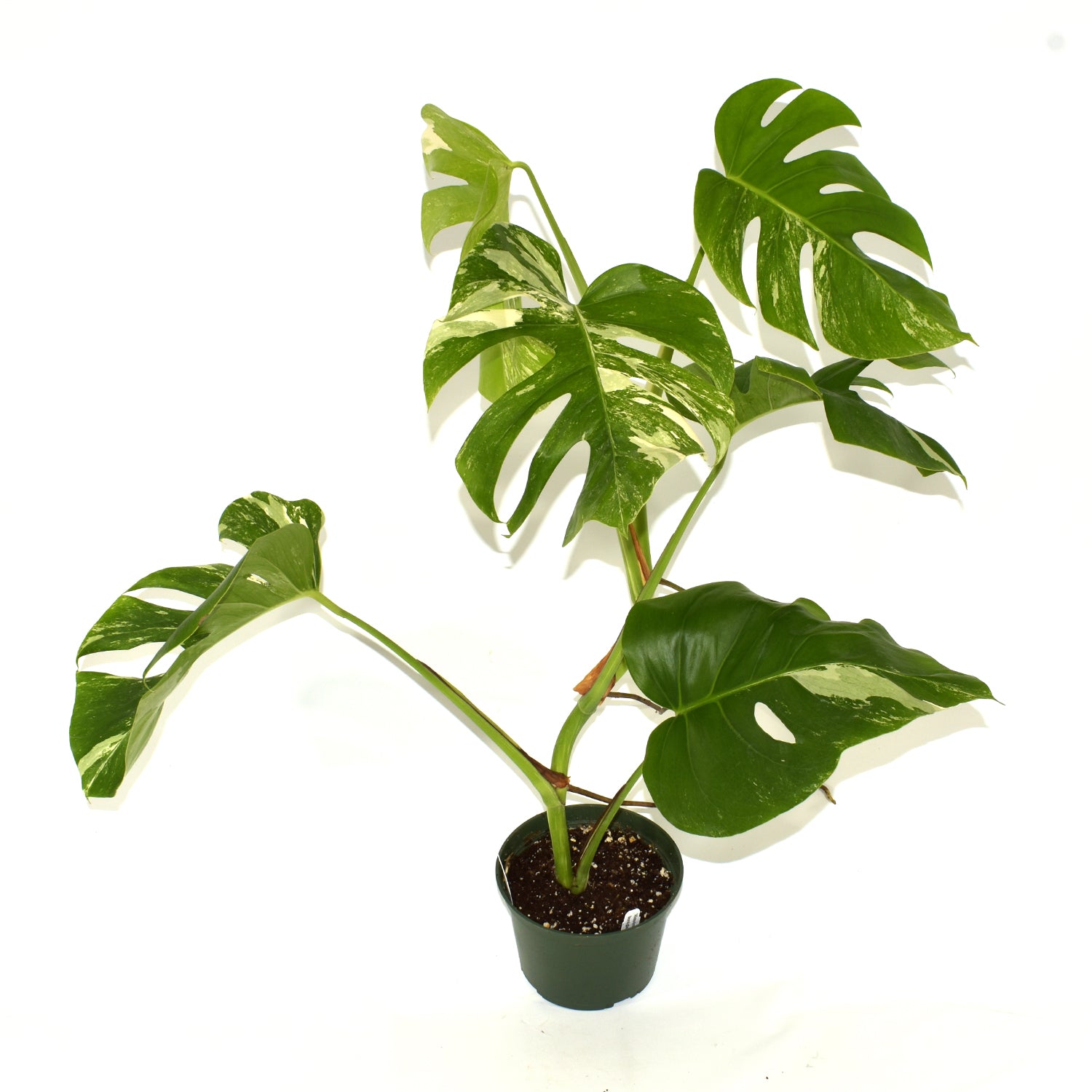 Monstera deliciosa var. borsigiana albo-variegata [#477]
