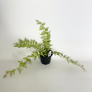 Hoya bella 'Luis Bois' [#2003]