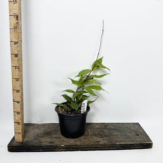 Hoya pusilla Malaysia [#2337]