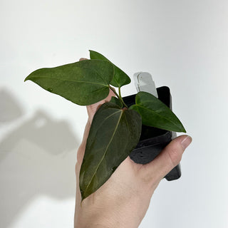 Anthurium 'Prince of Darkness' x indo portillae [#1981]