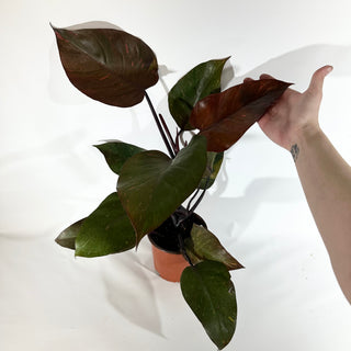 Z-4890 - Philodendron 'Orange Princess' (Non-TC)