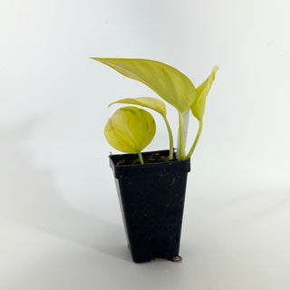 Z-4538 - Epipremnum aureum 'Champs-Élysées'