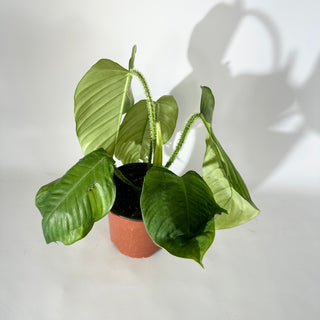 Philodendron genevievianum (Non-TC) [#2037]