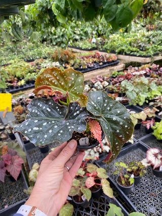 Begonia 'Harmony's Nemesis'