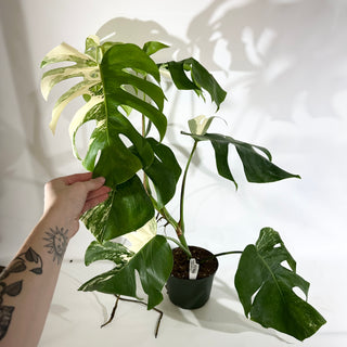 Monstera deliciosa var. borsigiana albo-variegata [#1966]
