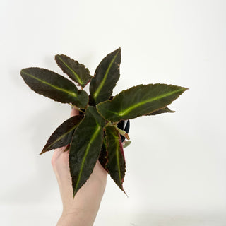 Begonia 'Magdalene Madsen' [#2489]