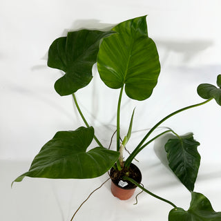 Z-4428 - Philodendron giganteum (Non-TC)