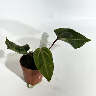 Anthurium magnificum/'Doc Block F2' x Variegated ('Ace of Spades'/papillilaminum) - 2 Seedlings [#1980]