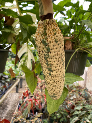 Monstera deliciosa var. borsigiana albo-variegata