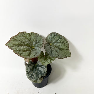 Begonia 'Steve's Leaves Saxon's Dream' [#2017]