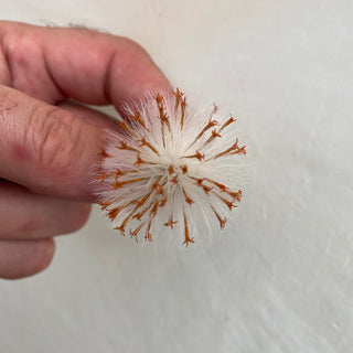 Senecio stapeliiformis