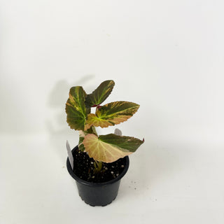 Begonia ‘Withlacoochee’ (Variegated) [#2119]