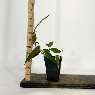 Z-4704 - Philodendron hederaceum ‘Micans Halo’