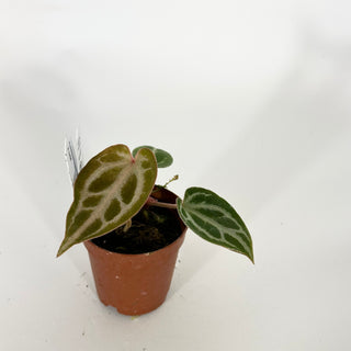 Anthurium 'Brielle'/'Michelle' x self - Seedling [#1618]