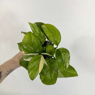 Z-4601 - Monstera lechleriana variegated