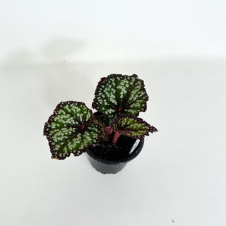Begonia 'Fairytale' [#2160]